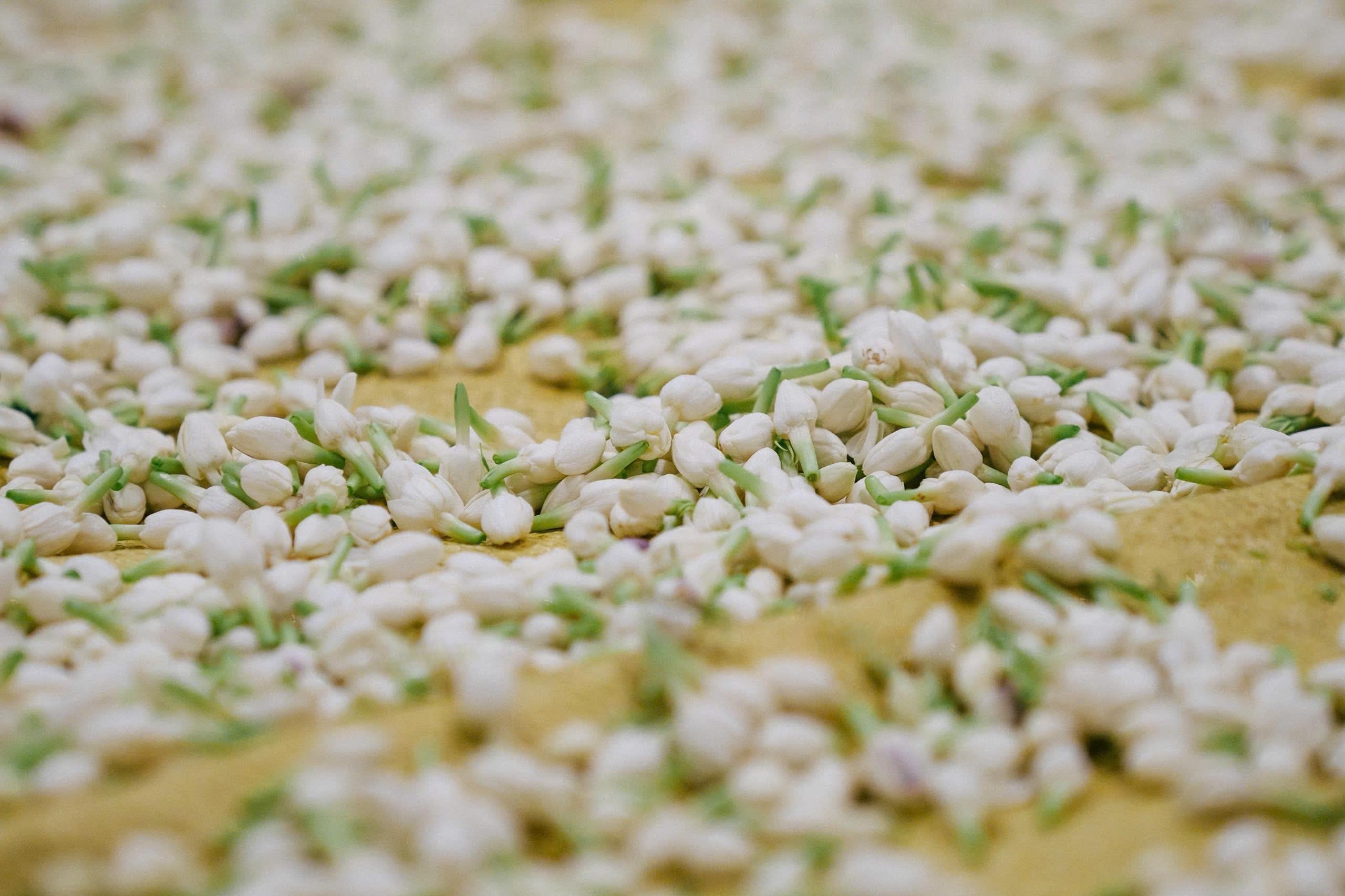 Jasmine Matcha (Real Flower–Scented) — How It’s Made & Why It Tastes Better