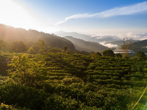 The Terroir of Our Teas
