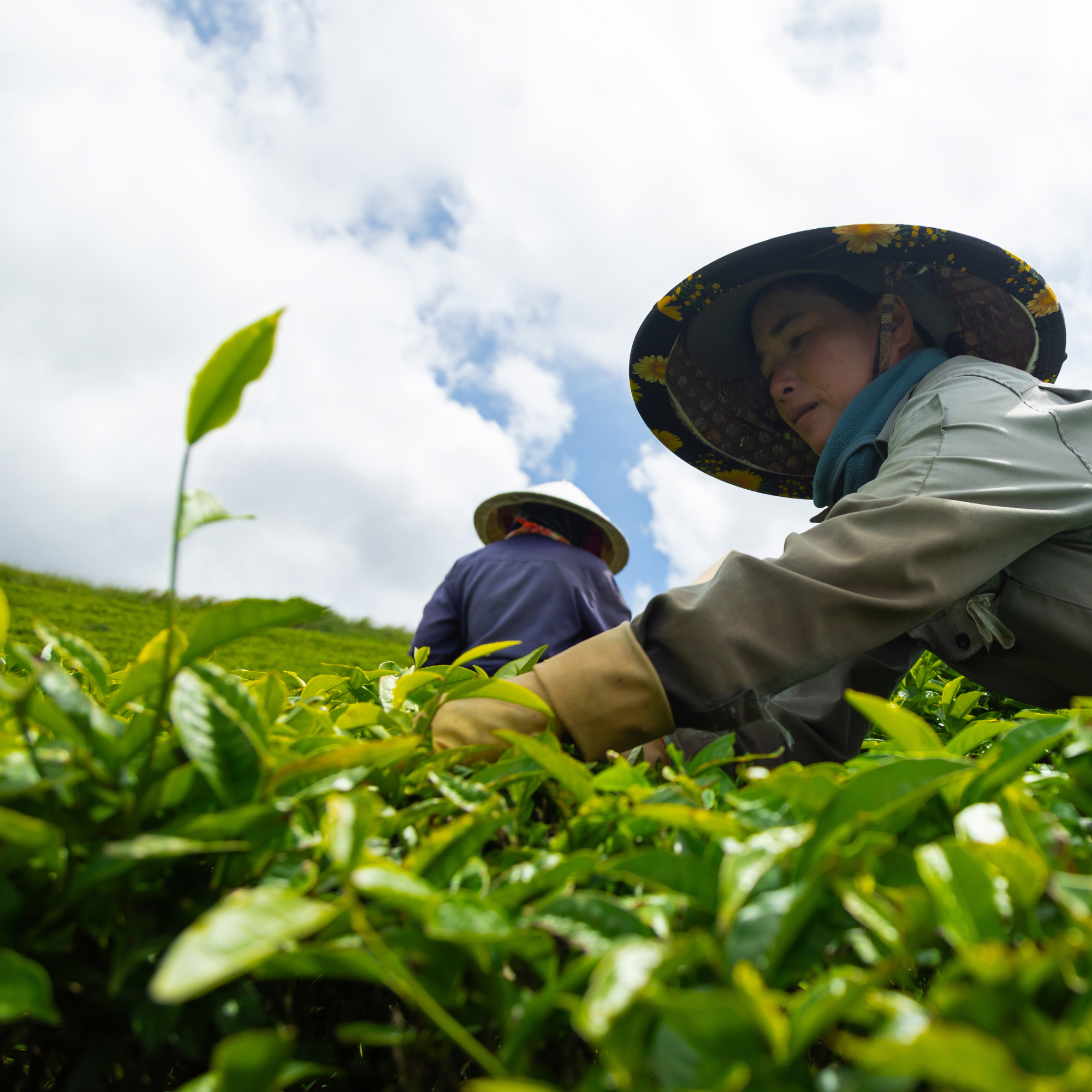 Vietnamese Matcha: How Premium Oolong Cultivars Are Creating a New Style of Matcha