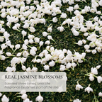 Jasmine Ceremonial Matcha Powder (100 g Refill Bag)