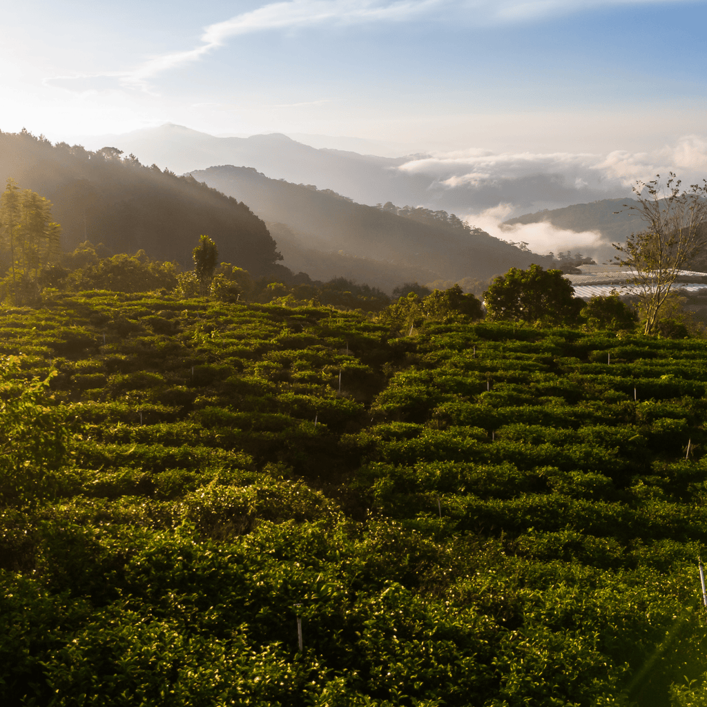 Premium Oolong Hōjicha Powder — Roasted • Toasty • Nutty — 100 g (3.5 oz) Refill Bag
