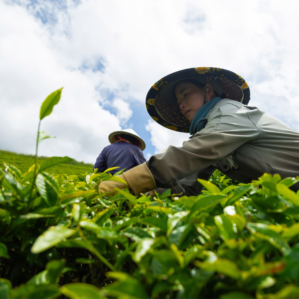 Culinary Oolong Matcha Powder — Creamy • Versatile • Everyday Balance  — 100 g (3.5 oz) Refill Bag