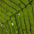 Culinary Oolong Matcha Powder — Creamy • Versatile • Everyday Balance  — 100 g (3.5 oz) Refill Bag