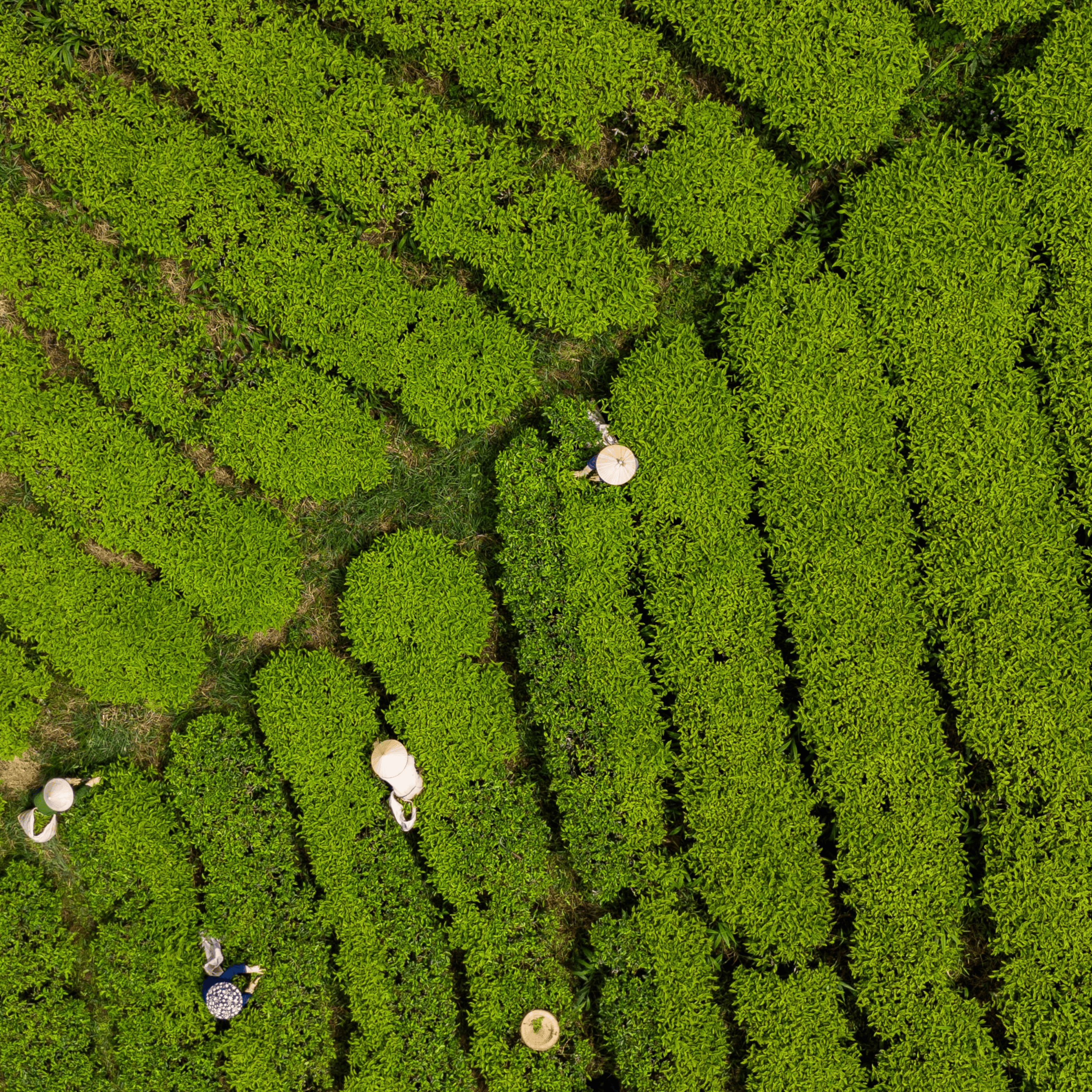 Culinary Oolong Matcha Powder — Creamy • Versatile • Everyday Balance  — 100 g (3.5 oz) Refill Bag