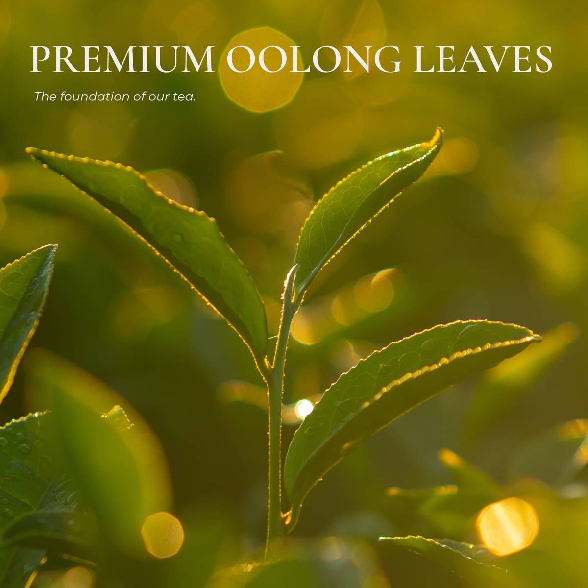 Premium Culinary Matcha Powder (30 g Tin)